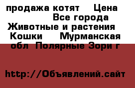 продажа котят  › Цена ­ 15 000 - Все города Животные и растения » Кошки   . Мурманская обл.,Полярные Зори г.